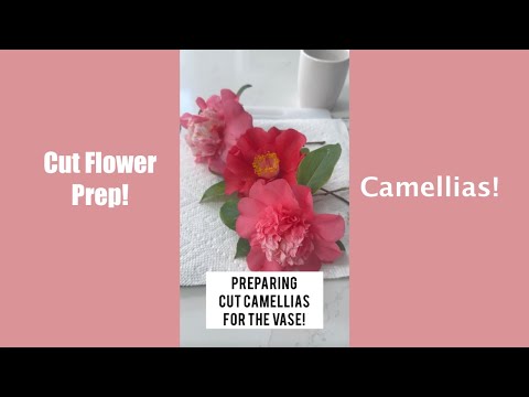 How to Prep Camellia Flowers as Cut Flowers! (#short) Shirley Bovshow