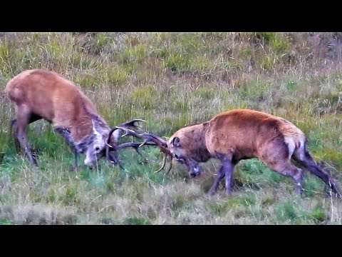 RED DEER RUT 2021 👀 FIERCE RUTTING For The Right To MATE