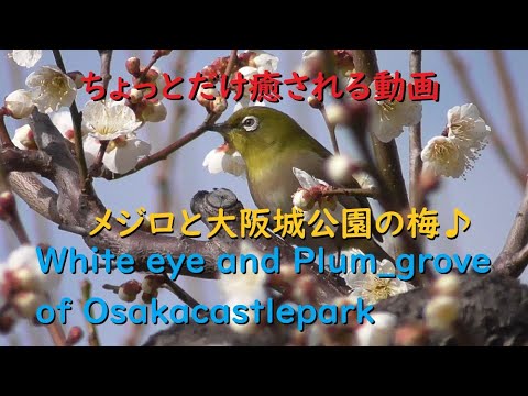 【癒し】メジロと大阪城公園の梅【White eye and Plum_grove of Osakacastlepark】