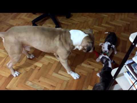 Funny Dog Videos - Who is Stronger Dad or Puppies?