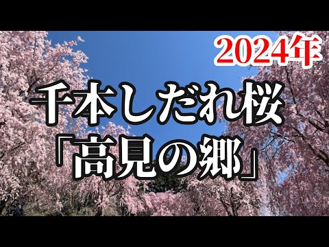 【桜満開】高見の郷の千本しだれ桜は圧巻の迫力！