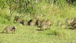 Banded Mongoose