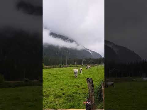 Cows grazing near Alps #alpsmountains #nature #garmischpartenkirchen #germany #austria