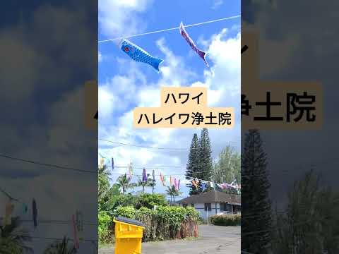 【ハワイ生活】ハレイワ浄土院「鯉のぼりセレブレーション2023」 #shorts #Hawaii #Haleiwa #North Shore