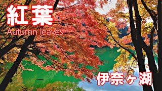 南伊奈ヶ湖の紅葉 2022 南アルプス市 4K |  Autumn leaves ｜山梨観光スポット