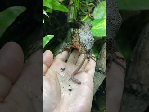 Feeding my CROCODILE Lizard LONG WORMS! Shinisaurus crocodilurus)