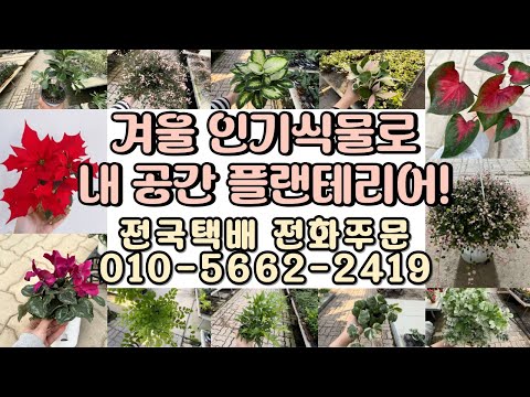 겨울에도 키울 수 있는 인기 식물들로 플랜테리어 해요!