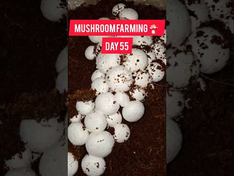 Button mushroom farming in India Mushroom business