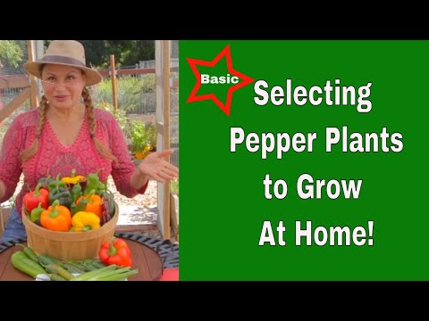 Types of PEPPER PLANTS to Grow at Home/🔥WHY is this PEPPER so HOT?  🔥Capsaicin (Foodie Gardener)