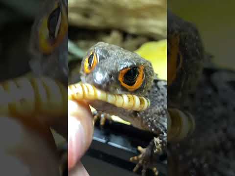 DRAGONS ARE REAL! FEEDING MY PET MINI DRAGON (Red-eyed crocodile skink)