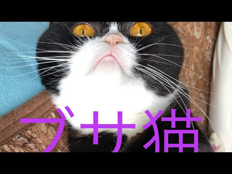 ブサ猫日記