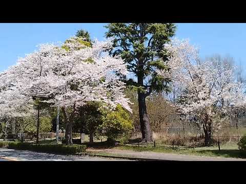 2024年4月10日　茨城大学農学部　サクラ並木　中井川浩　茨城農科大学