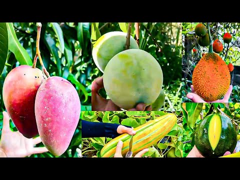 🟥LETSGOGREEN is live | Fruit Cutting | Fruits | January | Winter | January | #live #trending  #viral