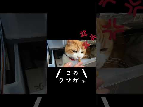 不器用すぎるぽっちゃり猫 #shorts #猫