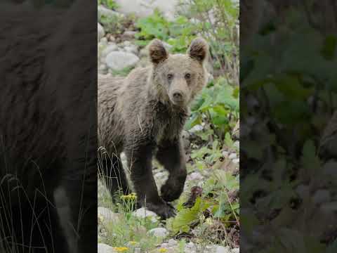 Adorable Bear Cub Alert! 🐻 Watch till the end when he catches my smell 👃 #wildlifefilming #bears