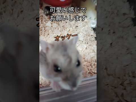 モデルハムスター（ピク）#ハムスター #モデル#可愛い#癒し#カメラ目線#hamsters #ジャンガリアンハムスター #cute #pets