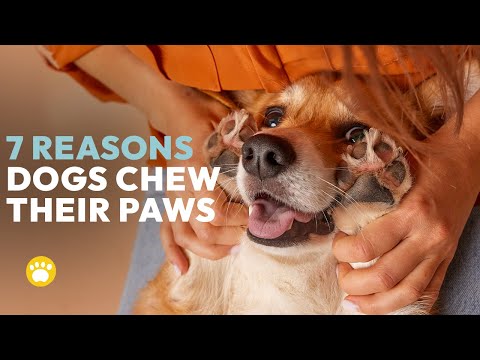 7 Common Reasons Why Dogs Chew Their Paws