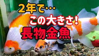 [長物金魚水槽]　金魚　ホームセンターで購入　２年経ちました…朱文金　コメット　和金達です。#goidfish