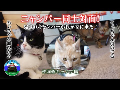 北海道キャンプ！♂猫が我が家のドームテントに入って来た！ウチの♀猫達どうする？仲洞爺キャンプ場で猫キャンプ！ニャンパー同士対面！