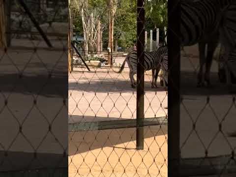 Zebra #zoo #zebra #london #india #ytshorts @vichethediamonds #