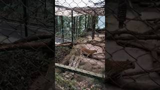 leopard roar🐆 #india #zoo #leopard #roar #animals #nature #video #shorts