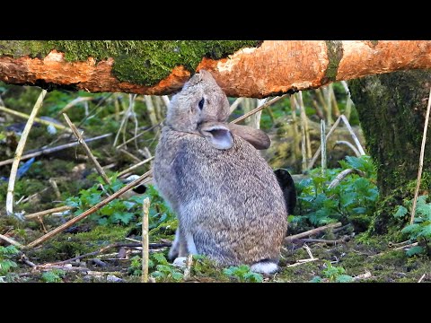 WILD RABBIT MANICURE - Trims TEETH on Fallen Tree 🐰 Bunny Fun