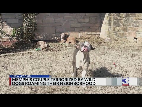 'Held hostage': Stray dogs terrorize South Memphis neighborhood