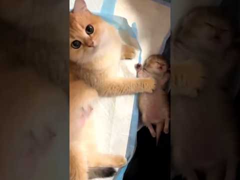 Kitten's mother takes care of the baby