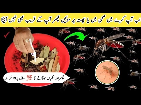 Get rid of mosquito, cockharoch, flies, lizard with homemade spray | powerful insects killer