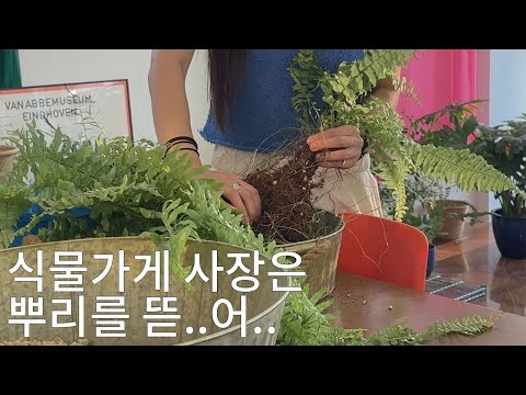 vlog. 지옥의 러너 자구 분리. (디시디아 복주머니 씨방 구경 / 무늬보스턴고사리 분갈이 / 필로덴드론 토텀 분갈이)