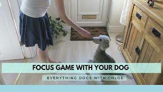 BRAIN GAMES TO PLAY WITH YOUR DOG - FOCUS GAMES FOR DOGS