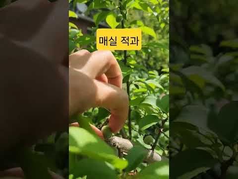 매실 알솎기 적과하기 #매실 #매실장아찌 #매실청