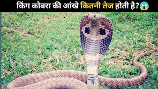 किंग कोबरा की आंखे कितनी तेज होती है?😱 | #shorts #newfactsvideohindi #amazingfactsvideo