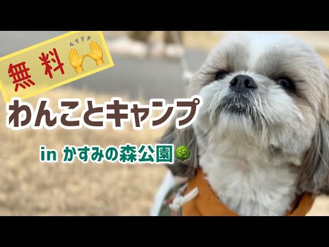 【無料で犬連れキャンプ！】愛媛県かすみの森公園でデイキャン🐶🏕️