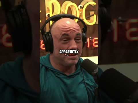 Joe Rogan on 2024 Election Night