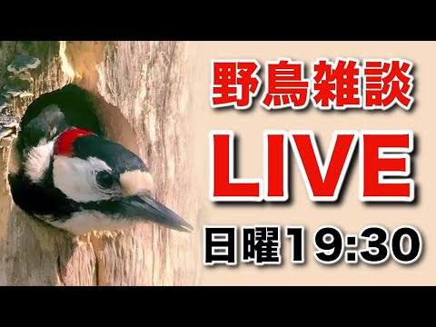 野鳥の雑談LIVE～　登録者50000人ありがとうございます！  No.72