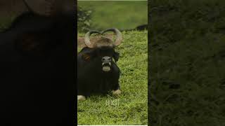 Before & After buffalo Growing Up. Amazing Animal Transformation 💥 #short #tiktok #animals