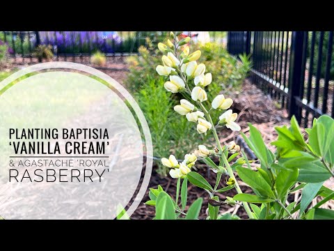 Transform Your Garden with Baptisia 'Vanilla Cream' & Agastache 'Royal Raspberry'!