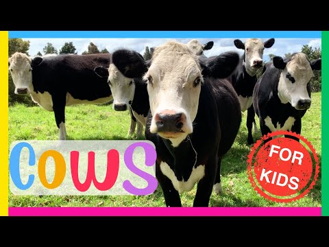 🐮COWS for Kids🐄 Interesting Facts about COWS🐮 Educational video for kids