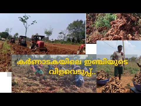 കർണാടകയിലെ ഇഞ്ചിയുടെ വിളവെടുപ്പ് | Farming in @Karnataka