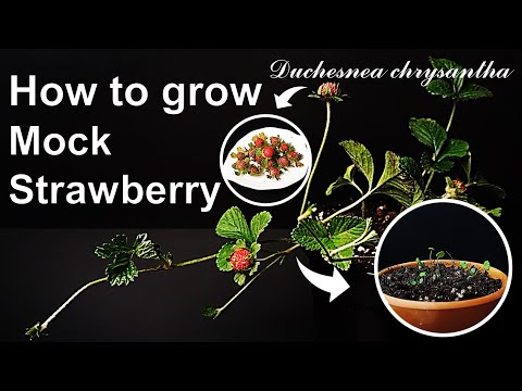 How to grow Mock Strawberry｜Growing Indian strawberry｜How to grow #58 Mock Strawberry｜Eng Sub