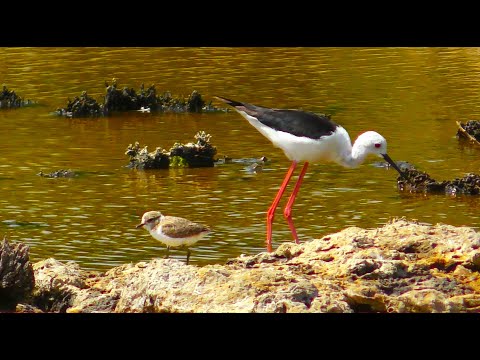 KENTISH PLOVERS Calling their Young & Tiny Chicks Foraging    Charadrius alexandrinus