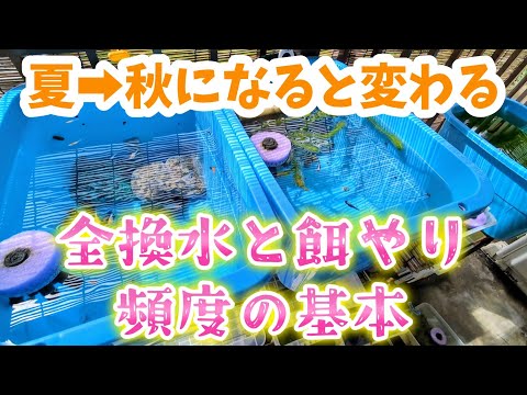 【メダカ】夏➡︎秋へ変わり全換水と餌やりの頻度が変わる❗超基本編☺️#めだか#飼育#ビオトープ#10月#水換え#回数#越冬#4k