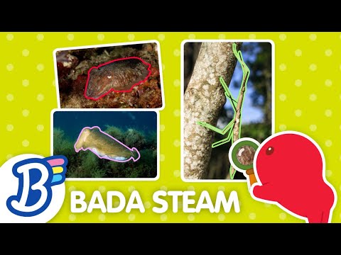 🌟(NEW!) STEAM Lesson | Adaptations