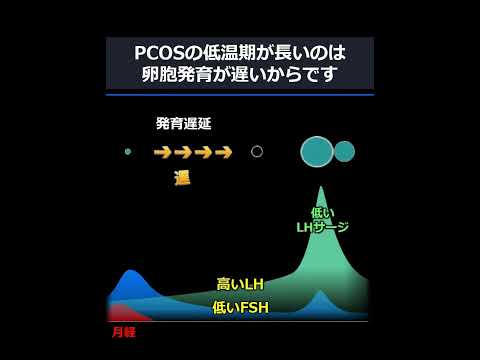 新PCOS（縦長）v1a