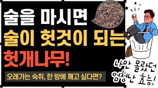 술을 마시면 오히려 술이 헛것이 된다! 헛개나무의 효능, 헛개나무 열매, 헛개나무 먹는 법, 헛개나무 끓이는 법