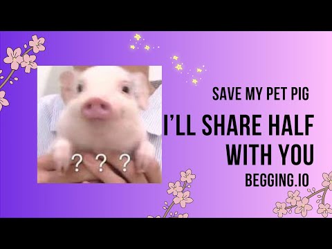 Save My Pet Pig, and I’ll Share Half with You - Begging.io