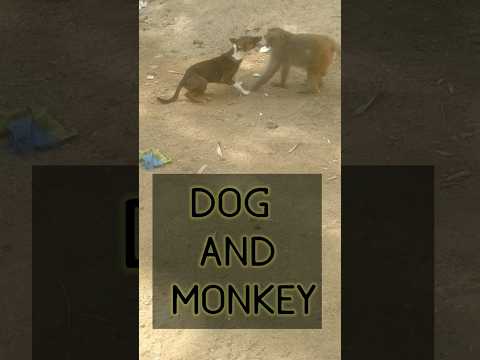 Dog and Monkey #viralvideo #shorts