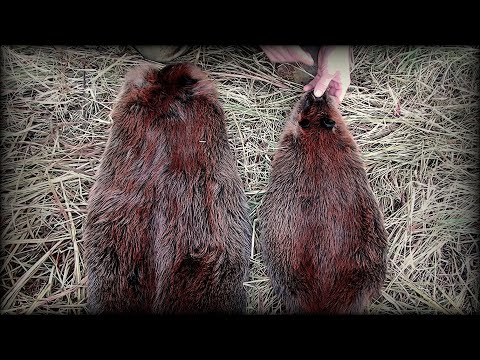 Life of a Woodsman - Beaver Pelts