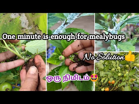 மாவு பூச்சிக்கு ஒரு நிமிடம் போதும்🤩simple way to control the mealybugs